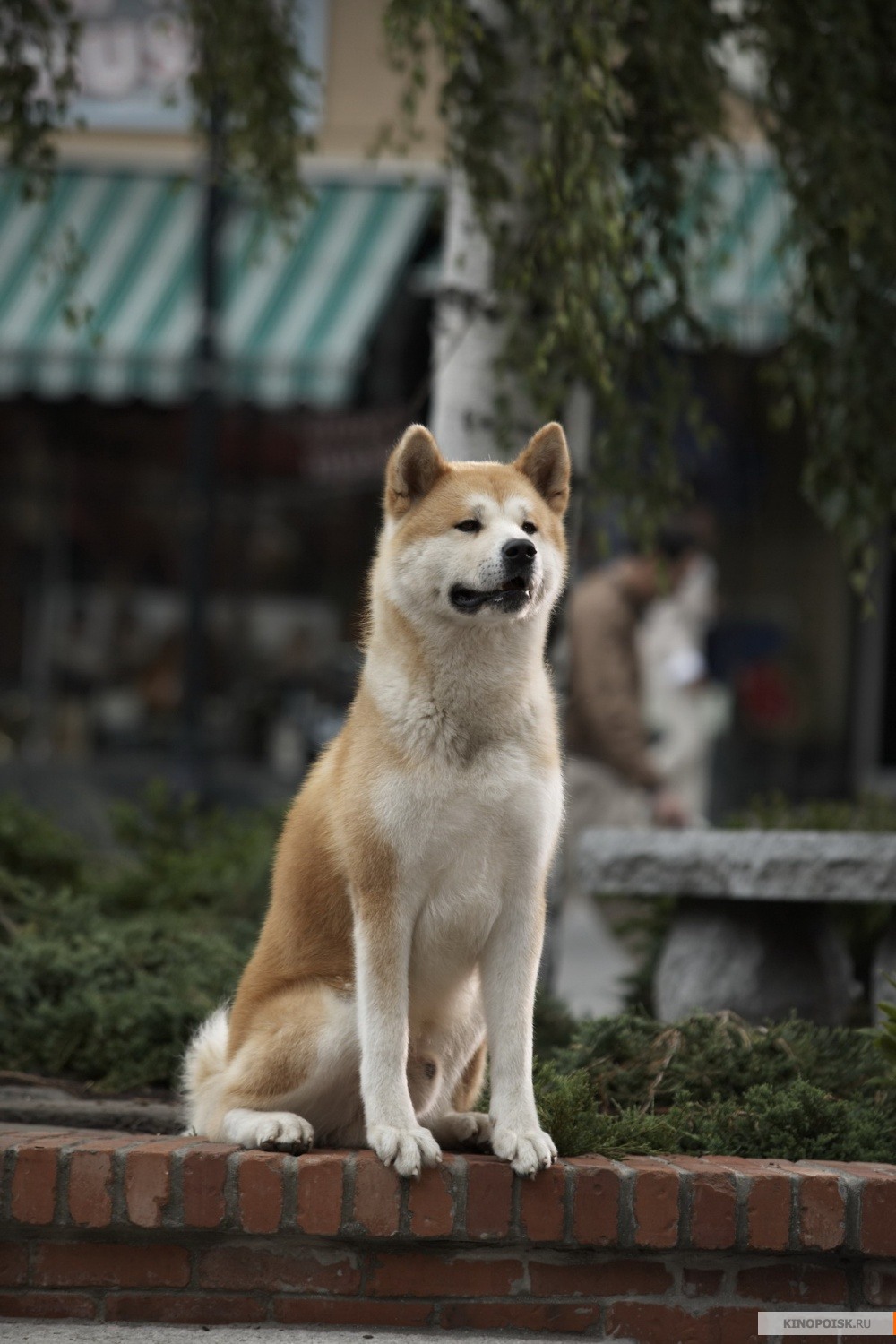 kinopoisk.ru-Hachi_3A-A-Dog_27s-Tale-1047774.jpg